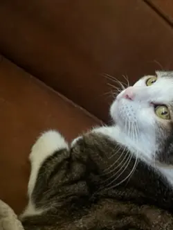 Meow