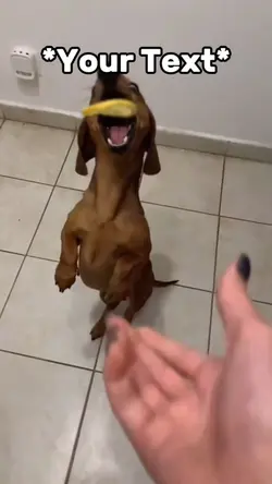 Doggy Meme
