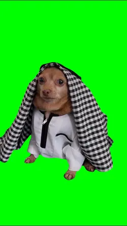 Arab dog 