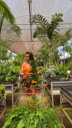 Plantas 