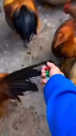 How to cook chicken