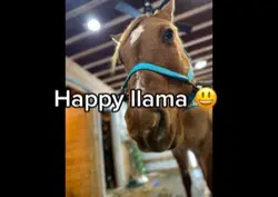Llama! 🤣🫶🏻