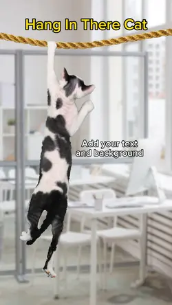 Hang In There Cat 