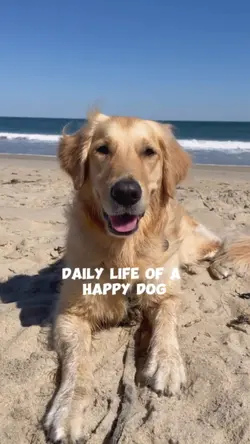 Life of a Happy Dog