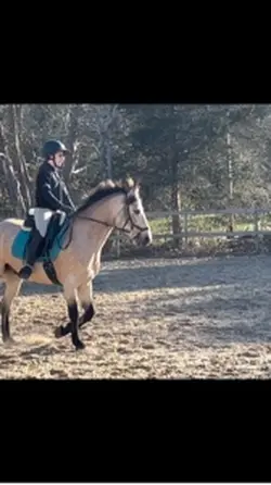 Dressage 