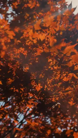 The wind