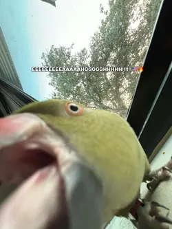 🦅🦅