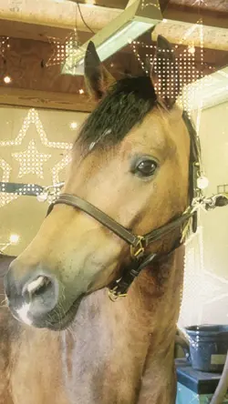 Tack Cleaning!!!