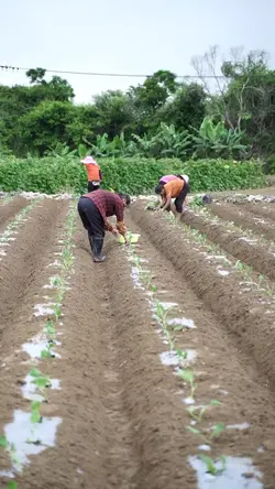 Farmers of China