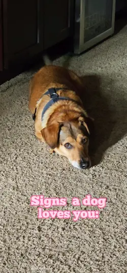 Signs Dog Loves U