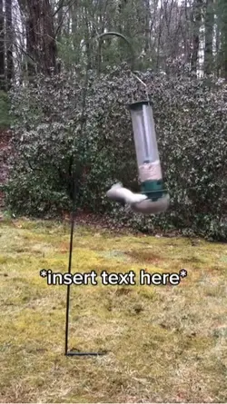 Squirrel Rolling 