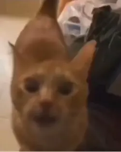 Cat talking