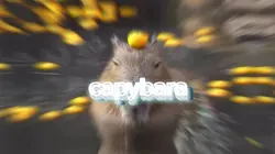 capivaras 