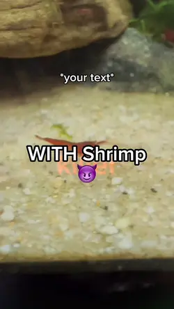 Shrimp