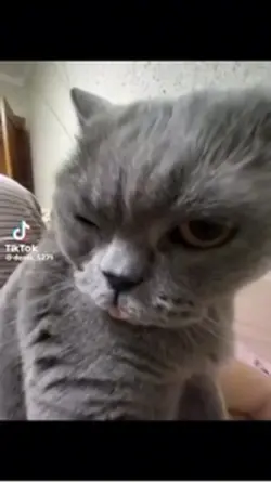 Sirmeowsalot