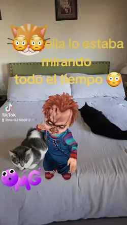 cat can see chucky