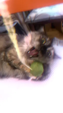 politicats 4ever