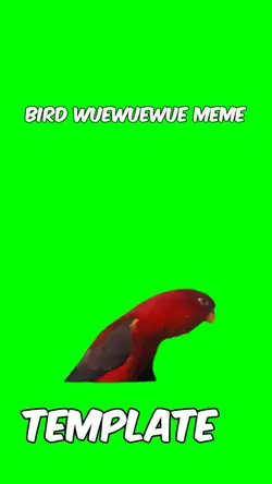 Bird meme 