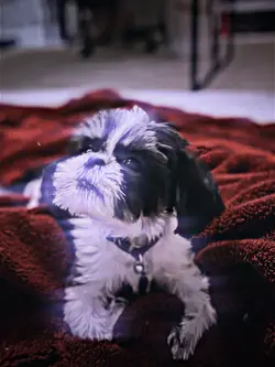 Cute dog edit