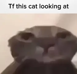 Sad Cat Template