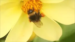 Save the Bees 🐝 #buz