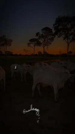 Se Não Tivesse Ido