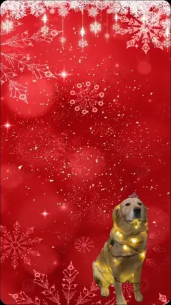 meme natal