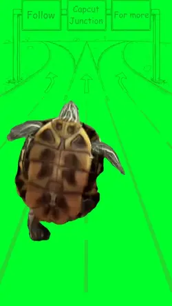 Turtle Dance