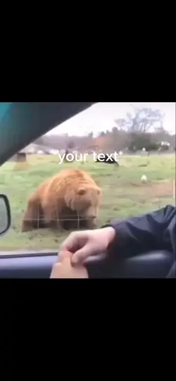 Hi bear