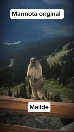 Marmota Original 