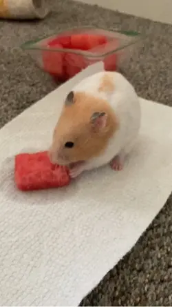 watermelom.
