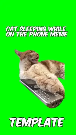 Cat sleeping 