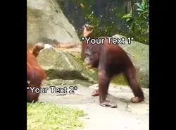 Monkey Mad