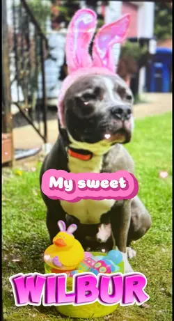 My rescue do