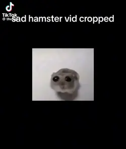 hamster 