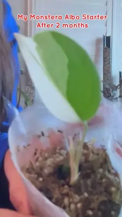 Monstera Albo 