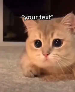 Best cats 