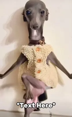 Ugly dog meme 