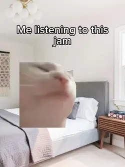 Another cat meme 