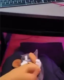 POV TEMPLATE