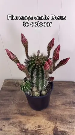 Florescer 
