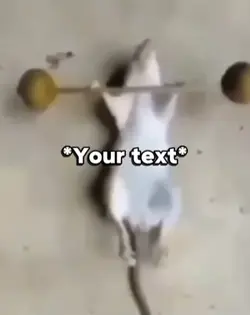 Mouse meme