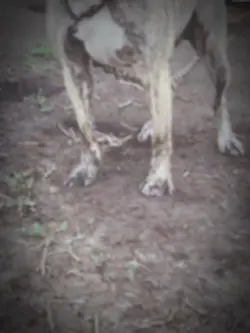 Capone da pitbull 