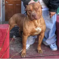 pitbull terriers 