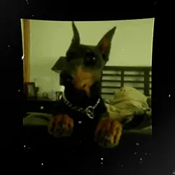 doberman