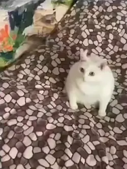 Cat meme 