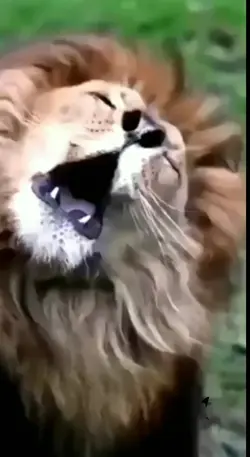 sua voz aqui