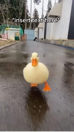 Duck Running 