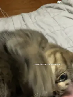 MY DAMN CAT 😭‼️