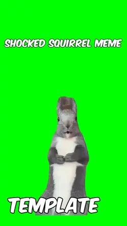 Shocked squirrel 